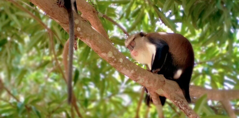 Tafi_Atome_Monkey_Sanctuary_2